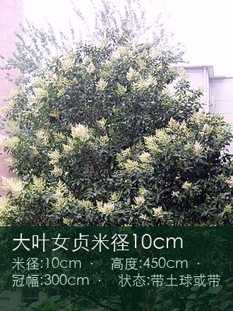 大叶女贞米径10cm