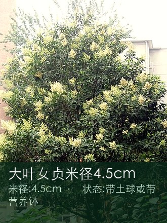 大叶女贞米径4.5cm
