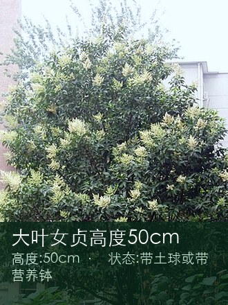 大叶女贞高度50cm