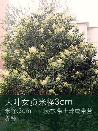 大叶女贞米径3cm