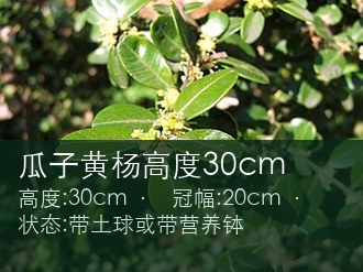 瓜子黄杨高度30cm