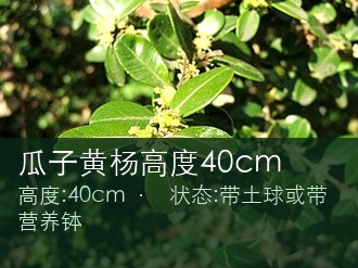 瓜子黄杨高度40cm