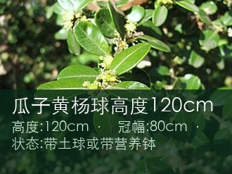 瓜子黄杨球高度120cm
