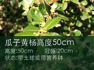 瓜子黄杨高度50cm
