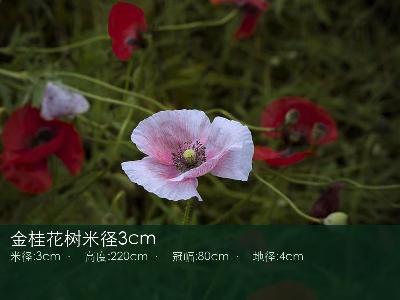 金桂花树米径3cm