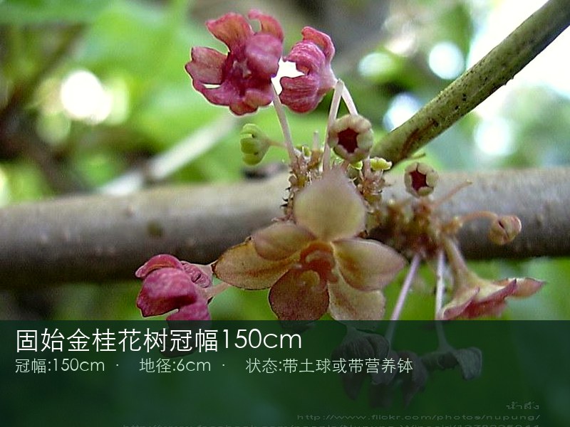 固始金桂花树冠幅150cm
