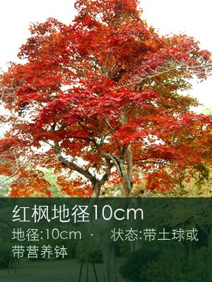 红枫地径10cm