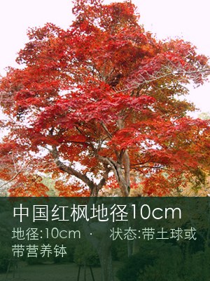 中国红枫地径10cm