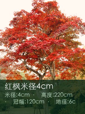 红枫米径4cm