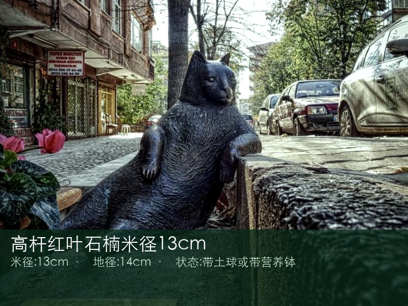 高杆红叶石楠米径13cm