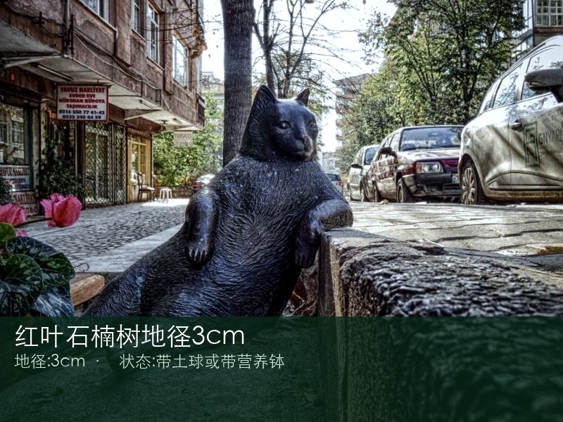 红叶石楠树地径3cm