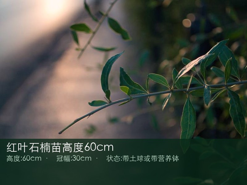 红叶石楠苗高度60cm