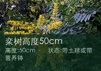 栾树高度50cm