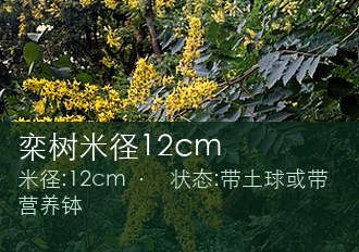 栾树米径12cm