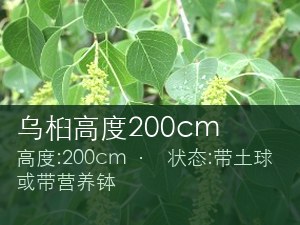 乌桕高度200cm