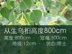 从生乌桕高度800cm
