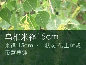 乌桕米径15cm
