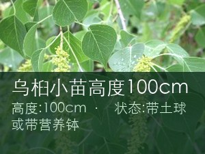 乌桕小苗高度100cm