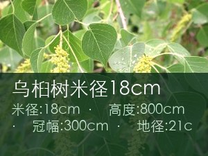 乌桕树米径18cm