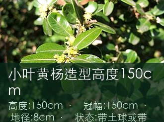 小叶黄杨造型高度150cm