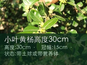 小叶黄杨高度30cm