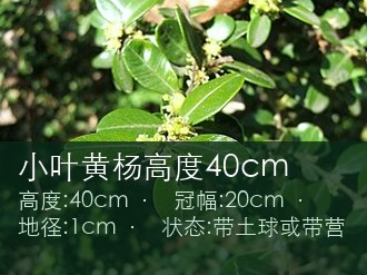 小叶黄杨高度40cm