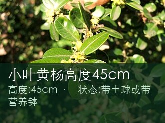 小叶黄杨高度45cm