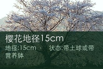 樱花地径15cm