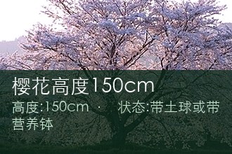 樱花高度150cm