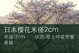 日本樱花米径2cm