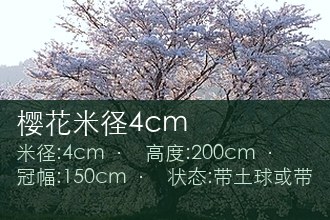 樱花米径4cm