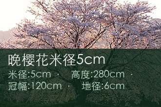 晚樱花米径5cm