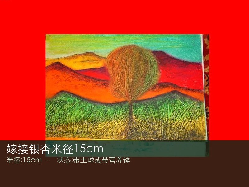 嫁接银杏米径15cm