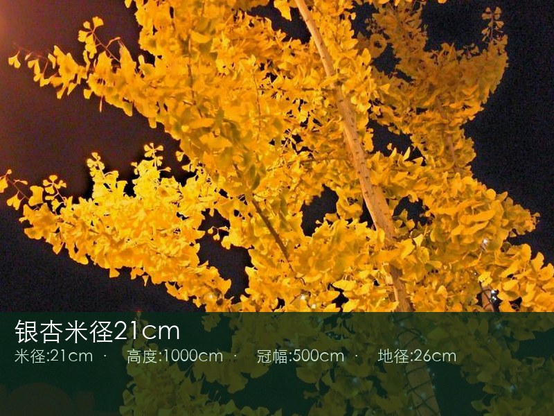 银杏米径21cm