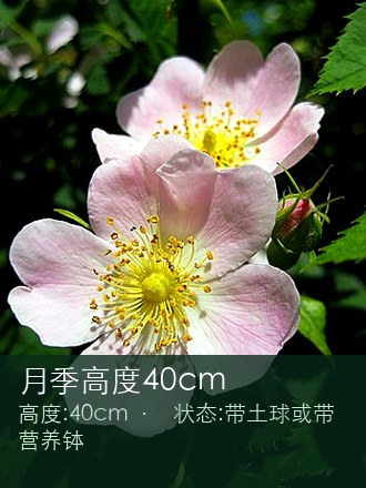 月季高度40cm