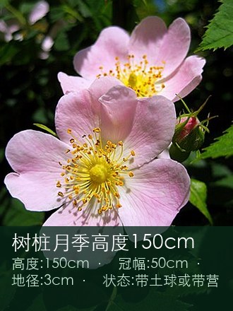 树桩月季高度150cm