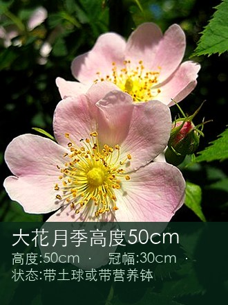 大花月季高度50cm