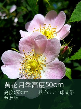 黄花月季高度50cm