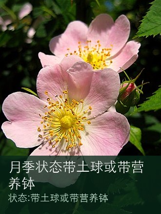 月季状态带土球或带营养钵