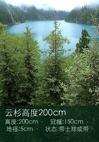 云杉高度200cm
