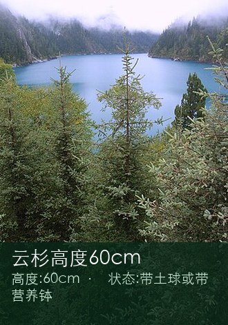 云杉高度60cm