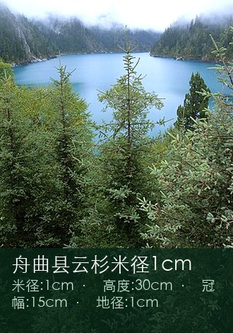 舟曲县云杉米径1cm