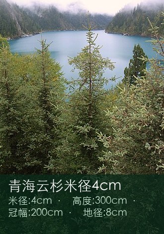 青海云杉米径4cm